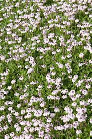 Image result for Phyla nodiflora