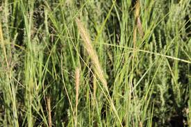 Image result for Aristida congesta