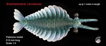 Anomalocaris had a cosmopolitan distribution in cambrian seas, and has been found from early to anomalocaris — canadensis aus dem mittelkambrischen burgess schiefer zeitraum frühes und. Anomalocaris Canadensis Model From Paleozoo Evolutionary Models