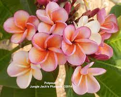 Potpourri A New Dwarf Variety From Our Research Fields In Thailand Plumeria Flowers Beautiful Flowers Plumeria