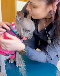 🩷She has the SWEETEST temperament!😋🩷I think Savvy knows she’s cute  now…haha😆🩷😂🙏🏽🐾When Savvy arrived in April, she was still battling a  chronic ear infection her POS original breeder/owner never ...