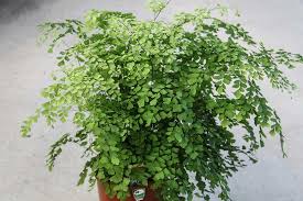 In winter, the tray can be empty for a short period of time and the plant will do alright; Tip Of The Week Focus On Maidenhair Ferns Rare Plants