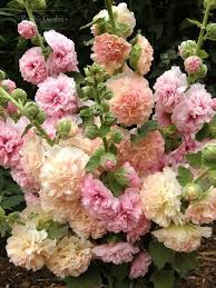 Parfait Hollyhocks Blumen Anbauen Blumen Pflanzen Garten Bepflanzen