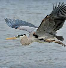 Widespread and familiar (though often called crane), the largest heron in north america. Great Blue Heron Flying Low Over The Water Wonderful Blue Heron Heron Photography Heron