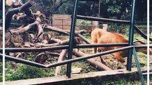 Pasalnya belum lama ini mereka habiskan waktu liburan dengan berkunjung di kebun binatang di kawasan bogor. Petition Update Kebun Binatang Bandung Dalam Proses Perbaikan Menjadi Semakin Baik Change Org