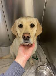 Center for Veterinary Care Millbrook, PC