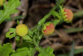 Image result for Grangea maderaspatana