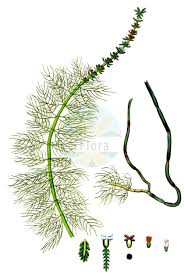 Image result for Haloragaceae