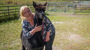 A human shield, dubbed the alpaca angels, has been thrown around geronimo, who has been condemned to death by the uk government having twice tested positive for bovine tuberculosis. Bsr2bub7qxf0tm