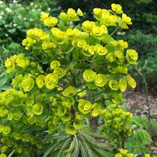 Image result for Euphorbia whellanii