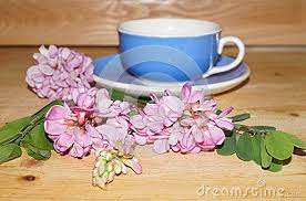 Pink Acacia Flowers Medicinal Plants Acacia Flowers