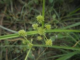 Image result for Cyperus difformis