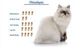 Himalayan Cat Breed Information, Pictures, Characteristics ...