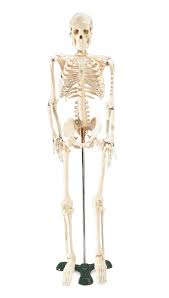The malleus is the outermost and largest of the three small bones in the middle ear, and reaches an average length of about eight millimeters in the typical adult. Mr Thrifty Skeleton Anatomy Models And Anatomical Charts
