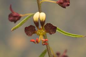 Image result for Cleome stricta