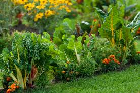 We did not find results for: Flowers I Like To Companion Plant With Vegetables