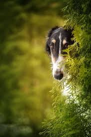 Webseeker Dogs Borzoi Beautiful Dogs