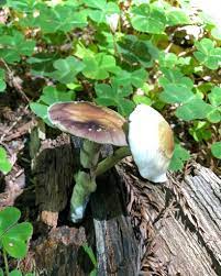 How Much Do Shrooms Cost Doubleblind Mag