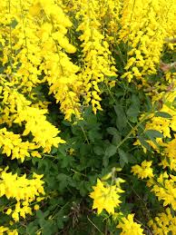 Image result for Crotalaria nigricans