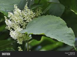 Maybe you would like to learn more about one of these? Japanse Afbeelding En Foto Gratis Proefversie Bigstock