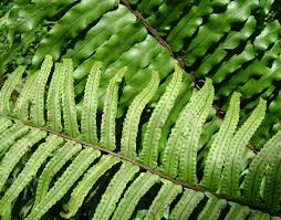 Image result for Davalliaceae