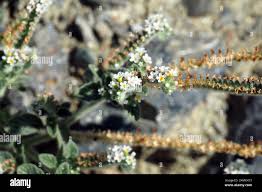 Image result for Heliotropium zeylanicum