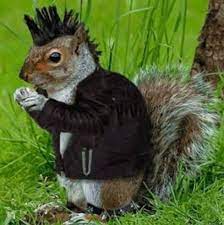 Jeri G On Twitter Squirrel Funny Squirrel Cute Squirrel