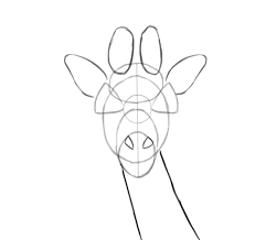 Cette fiche fournit les explications en 10 étapes pour dessiner une girafe avec un compas. Comment Dessiner Une Girafe Blog Dessindigo