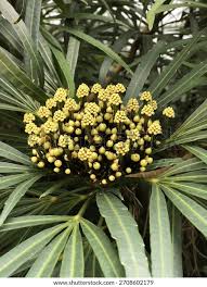 Image result for Plerandra