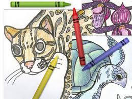 Tropical rainforests are ecosystems of rich biodiversity located near the equator, with densely growing plants and trees competing for light, nutrients and water. Kids Games Activities Rainforest Alliance