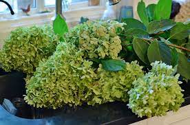 Maybe you would like to learn more about one of these? How To Dry Hydrangeas And Now S The Perfect Time Redeem Your Ground
