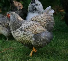 I just 6 silver chics, two for me and four for a friend. 20 Blue Laced Red Wyandotte Chickens Ideas Wyandotte Chicken Blue Laced Red Wyandotte Chickens