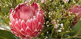 Image result for Protea argyrea