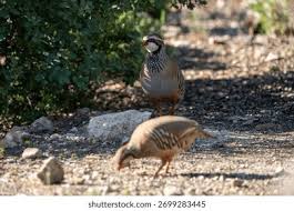 Image result for Alectoris rufa