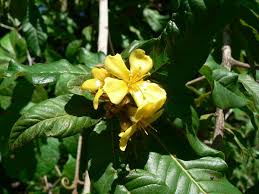 Image result for Hugonia platysepala