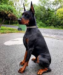 kasli fizige sahip dost kopek doberman pinscher dog doberman european doberman