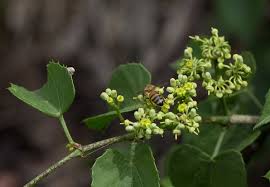 Image result for Cissus cucumerifolia