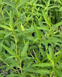 Image result for Asclepias schumanniana