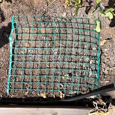 I chase them away and they come back again. 8 Natural Ways To Keep Cats Out Of Your Garden Brown Thumb Mama