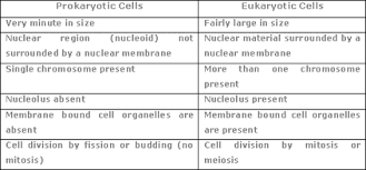 Picture Prokaryotic Cell Eukaryotic Cell Cell