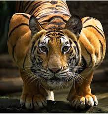 Pin By Lenia On Simply Beautiful Big Cats Art Animal Planet Big Cats