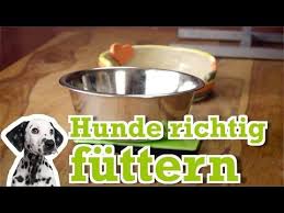 Das Beste Zubehor Fur Deinen Hund Das Ist Meine Transportbox Http Amzn To 2fso1ge Der Wasserspender Fur Unter Hunde Futter Hunde Ernahrung Hundeernahrung