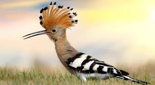 For more information and source, see on this link : Apakah Maksud Disebalik Lagu Tanya Sama Hud Hud Dendangan Datuk M Nasir Iluminasi