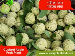 Grafted trees bear within about three years from planting and the fruit is much superior to that of the seedlings. The Best Custard Apple Ata Shorifa Fruit Trees For Sale 2021