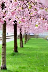 Unlike many other cherry tree varieties, the weeping cherry is reasonably resistant to disease. Cherry Blossom Tree Lovetoknow