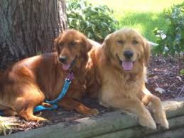 We are members in good standing with the golden retriever club of america, the michigan association for purebred dogs. Golden Retriever Puppies In Michigan