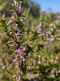 Image result for Muraltia