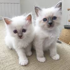 Birman Kittens For Sale Usa Benny And Nalle Benandjerrys Lejonetochbjornen Minimazarinerna2017 Birma Birman Breeder Catsofinstagram Chokladochvanilj K Kittens Birman Cat Cat Club