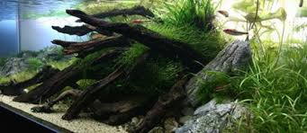 Dengan kepadatan tanaman yang berada di tengah tata letak segitiga bagian yang paling penting yaitu tanaman dan ikan, dalam aquascape bergaya natural tanaman stem atau tanaman batang sering digunakan untuk. Aquascapejuara Jenis Kayu Yang Digunakan Untuk Memperindah Aquascape