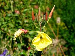 Image result for Oenothera stricta